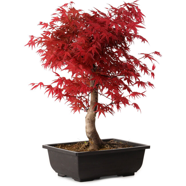 Acer palmatum deshojo, 40 cm, ± 10 anni, con nebari di 4 cm