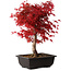 Acer palmatum deshojo, 40 cm, ± 10 ans, avec un nebari de 4 cm
