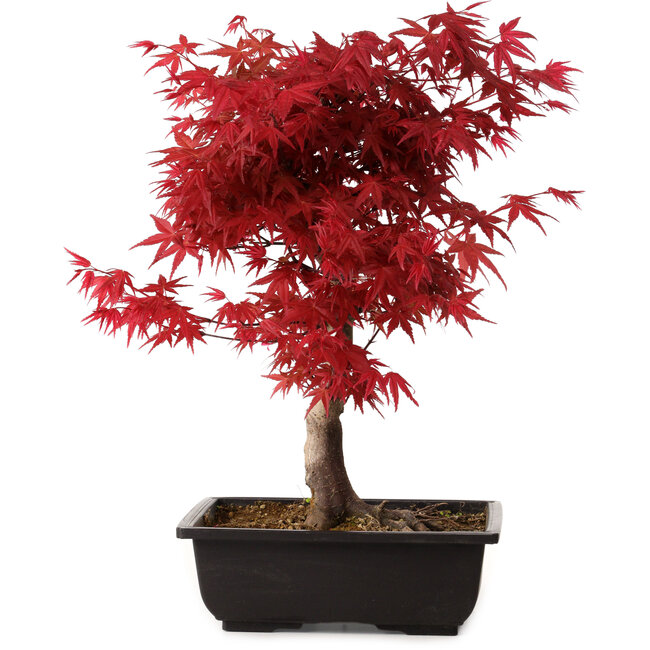Acer palmatum deshojo, 40 cm, ± 10 years old, with a nebari of 4 cm