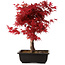 Acer palmatum deshojo, 40 cm, ± 10 anni, con nebari di 4 cm