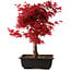 Acer palmatum deshojo, 40 cm, ± 10 Jahre alt, mit einem Wurzelhals von 4 cm