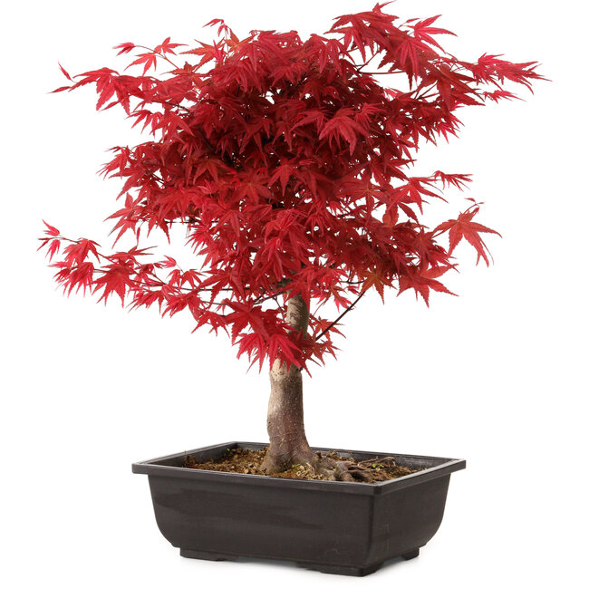 Acer palmatum deshojo, 40 cm, ± 10 anni, con nebari di 4 cm
