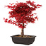 Acer palmatum deshojo, 40 cm, ± 10 years old, with a nebari of 4 cm