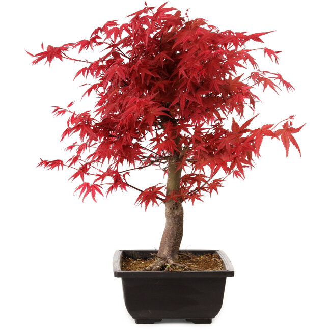 Acer palmatum deshojo, 40 cm, ± 10 ans, avec un nebari de 4 cm
