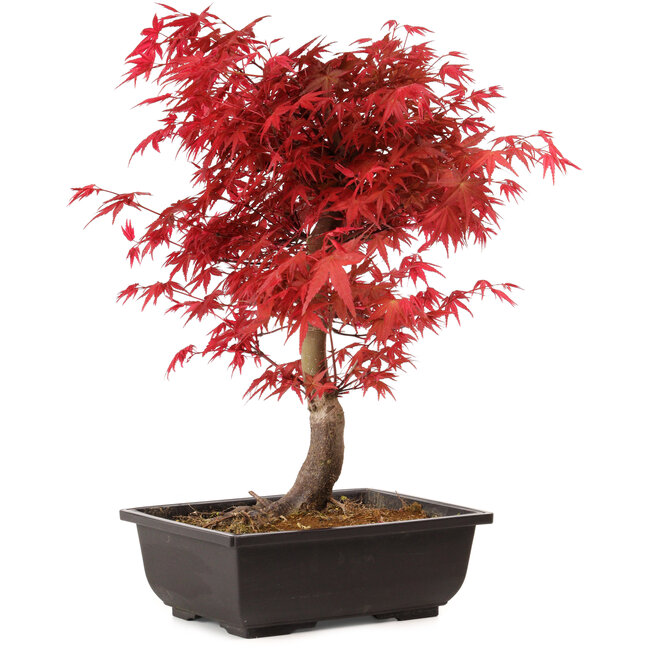 Acer palmatum deshojo, 40 cm, ± 10 anni, con nebari di 4 cm