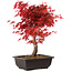 Acer palmatum deshojo, 40 cm, ± 10 jaar oud, met een nebari van 4 cm