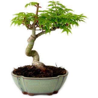 Acer palmatum Shishigashira, 15 cm, ± 10 jaar oud