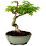 Acer palmatum Shishigashira, 15 cm, ± 10 years old, with a nebari of 2,5 cm