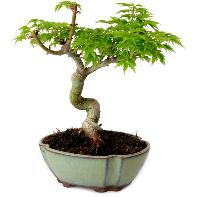Acer palmatum Shishigashira, 15 cm, ± 10 anni, con nebari di 2,5 cm