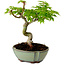 Acer palmatum Shishigashira, 15 cm, ± 10 años de edad, con un nebari de 2,5 cm.