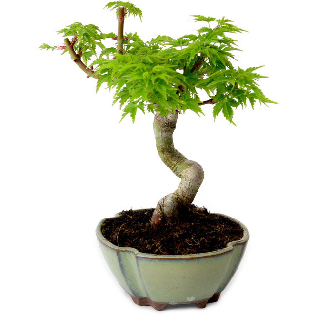Acer palmatum Shishigashira, 15 cm, ± 10 anni, con nebari di 2,5 cm