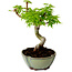 Acer palmatum Shishigashira, 15 cm, ± 10 Jahre alt, mit einem Wurzelhals von 2,5 cm