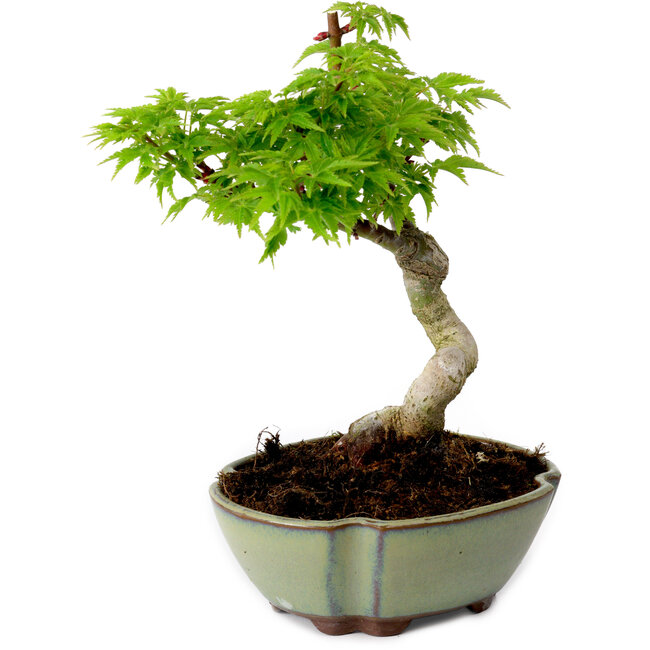 Acer palmatum Shishigashira, 15 cm, ± 10 Jahre alt, mit einem Wurzelhals von 2,5 cm