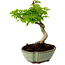 Acer palmatum Shishigashira, 15 cm, ± 10 anni, con nebari di 2,5 cm