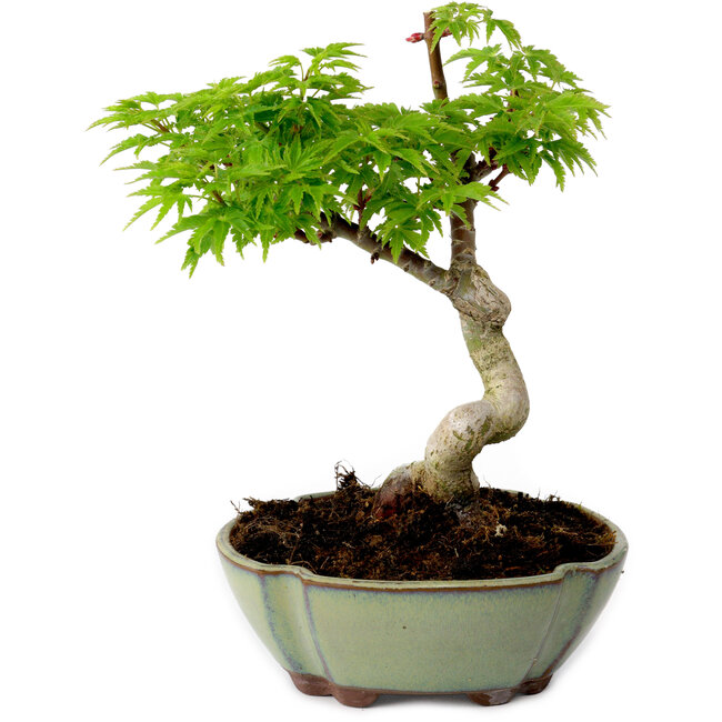 Acer palmatum Shishigashira, 15 cm, ± 10 ans, avec un nebari de 2,5 cm