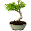 Acer palmatum Shishigashira, 15 cm, ± 10 years old, with a nebari of 2,5 cm
