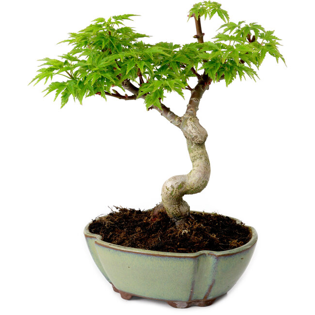 Acer palmatum Shishigashira, 15 cm, ± 10 jaar oud, met een nebari van 2,5 cm
