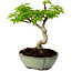 Acer palmatum Shishigashira, 15 cm, ± 10 años de edad, con un nebari de 2,5 cm.