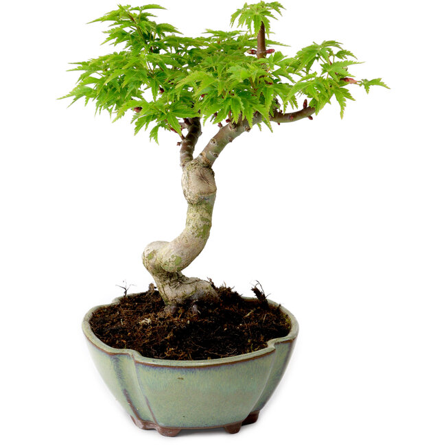 Acer palmatum Shishigashira, 15 cm, ± 10 years old, with a nebari of 2,5 cm