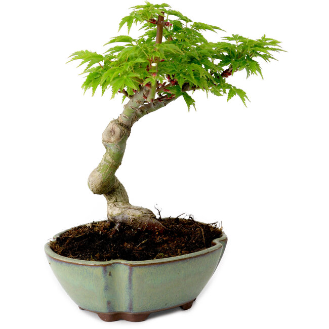 Acer palmatum Shishigashira, 15 cm, ± 10 years old, with a nebari of 2,5 cm