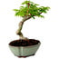 Acer palmatum Shishigashira, 15 cm, ± 10 anni, con nebari di 2,5 cm