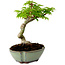 Acer palmatum Shishigashira, 15 cm, ± 10 años de edad, con un nebari de 2,5 cm.