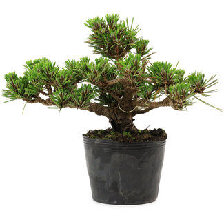 Pinus thunbergii Kotobuki, 14,5 cm, ± 10 anni