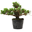 Pinus thunbergii Kotobuki, 14,5 cm, ± 10 anni