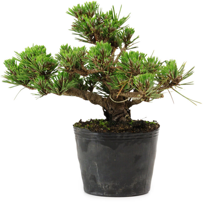Pinus thunbergii Kotobuki, 14,5 cm, ± 10 años