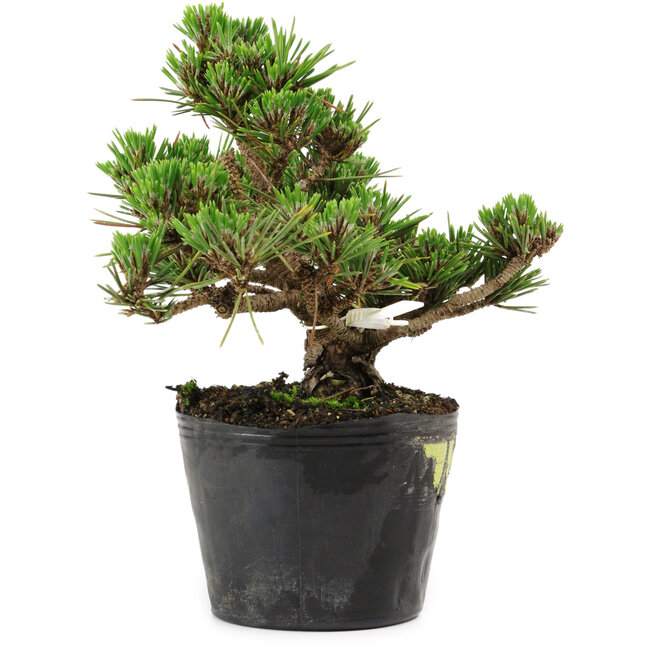 Pinus thunbergii Kotobuki, 14,5 cm, ± 10 anni