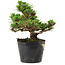 Pinus thunbergii Kotobuki, 14,5 cm, ± 10 Jahre alt