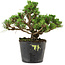 Pinus thunbergii Kotobuki, 14,5 cm, ± 10 anni