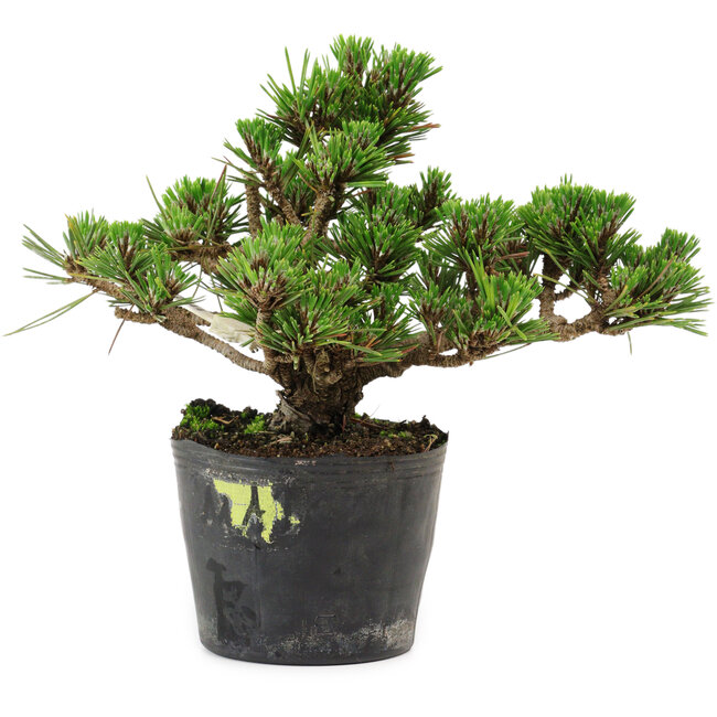 Pinus thunbergii Kotobuki, 14,5 cm, ± 10 jaar oud