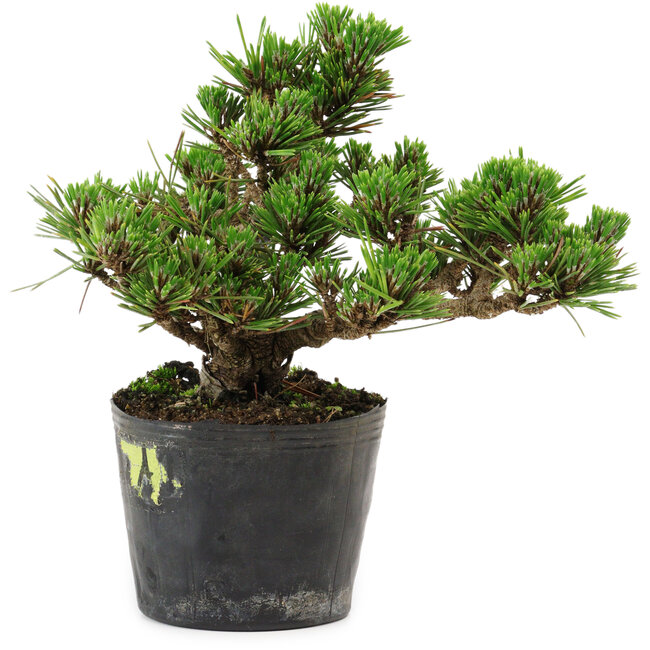 Pinus thunbergii Kotobuki, 14,5 cm, ± 10 years old