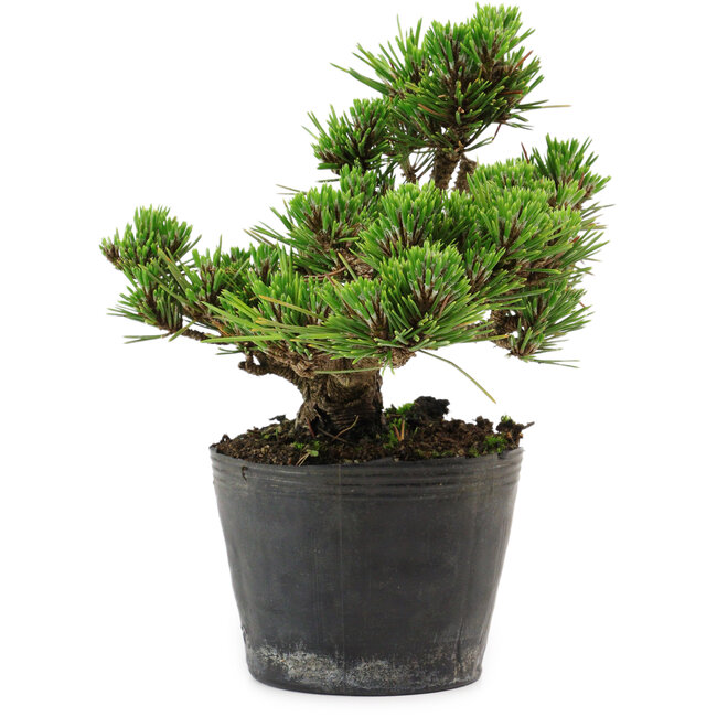 Pinus thunbergii Kotobuki, 14,5 cm, ± 10 anni