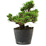 Pinus thunbergii Kotobuki, 14,5 cm, ± 10 anni