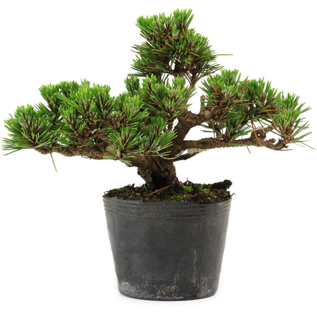 Pinus thunbergii Kotobuki, 14,5 cm, ± 10 Jahre alt