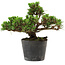 Pinus thunbergii Kotobuki, 14,5 cm, ± 10 Jahre alt