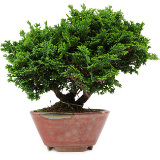 Chamaecyparis obtusa, 14 cm, ± 10 years old