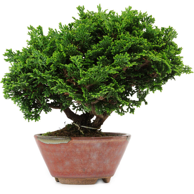 Chamaecyparis obtusa, 14 cm, ± 10 Jahre alt