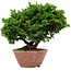 Chamaecyparis obtusa, 14 cm, ± 10 years old