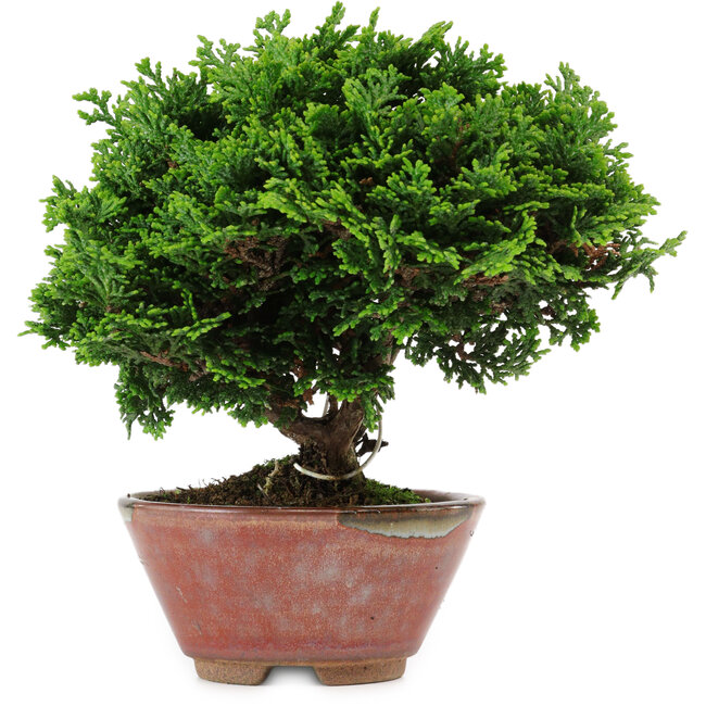 Chamaecyparis obtusa, 14 cm, ± 10 anni