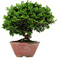 Chamaecyparis obtusa, 14 cm, ± 10 years old