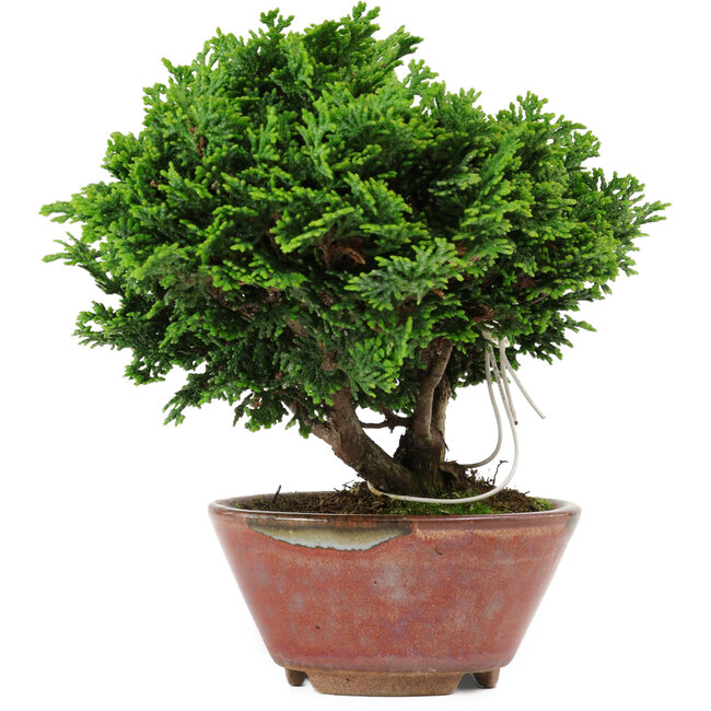 Chamaecyparis obtusa, 14 cm, ± 10 jaar oud