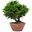 Chamaecyparis obtusa, 14 cm, ± 10 jaar oud
