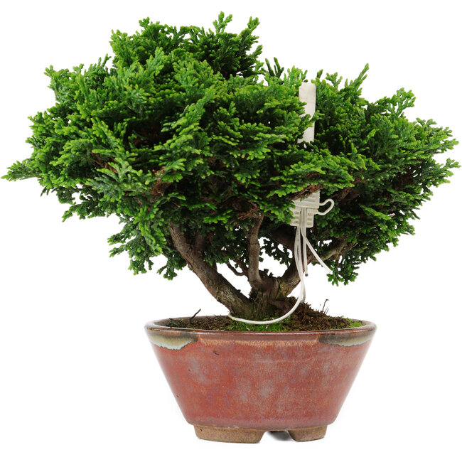Chamaecyparis obtusa, 14 cm, ± 10 Jahre alt