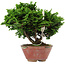 Chamaecyparis obtusa, 14 cm, ± 10 jaar oud