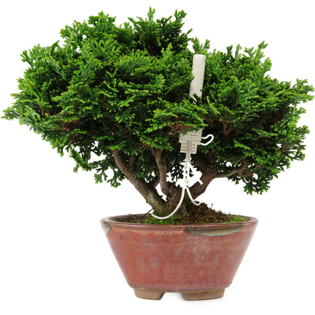 Chamaecyparis obtusa, 14 cm, ± 10 años