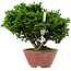 Chamaecyparis obtusa, 14 cm, ± 10 Jahre alt