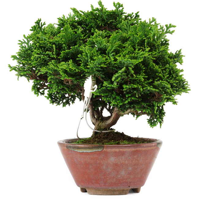 Chamaecyparis obtusa, 14 cm, ± 10 jaar oud